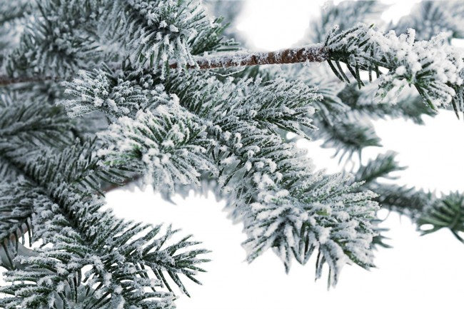 Pin d'Elbrouz enneigé H150