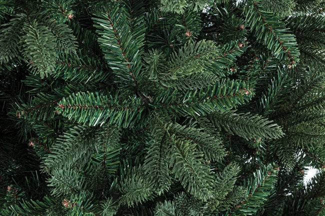 Arbre de Fréjus Fr H180-1623Branches