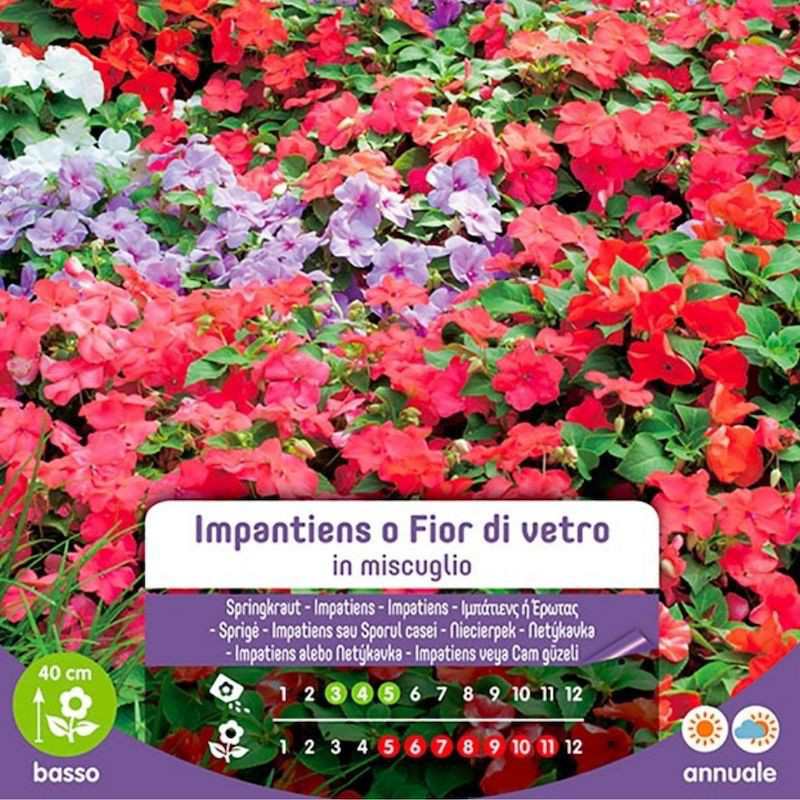 Graines d'Impatiens ou fleur de verre en mélange