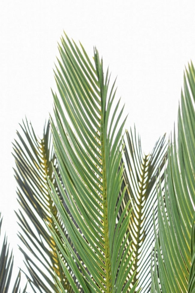 Plante avec pot Cycas Palm 28 feuilles 120h cm