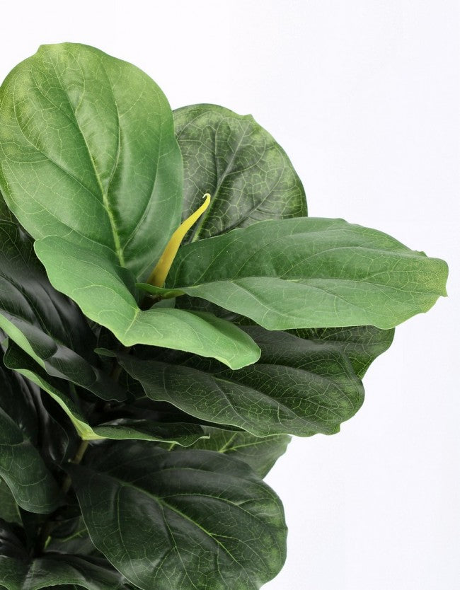 4x Plante Ficus Lyrata C-Pot 72 Feuilles H120