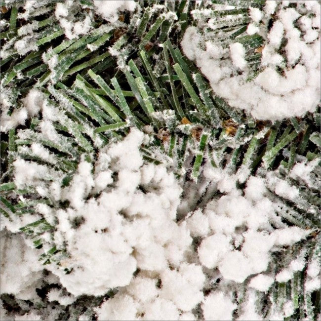 4x couronne Oregon D75