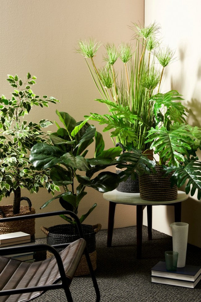 4x Plante Verte du Désert C-Pot X9F H120