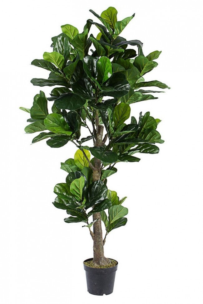 Décoration de maison de plante Ficus Lyrata avec pot