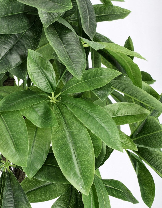 2x Plante Pachira Aquatica C-Pot 280F H120