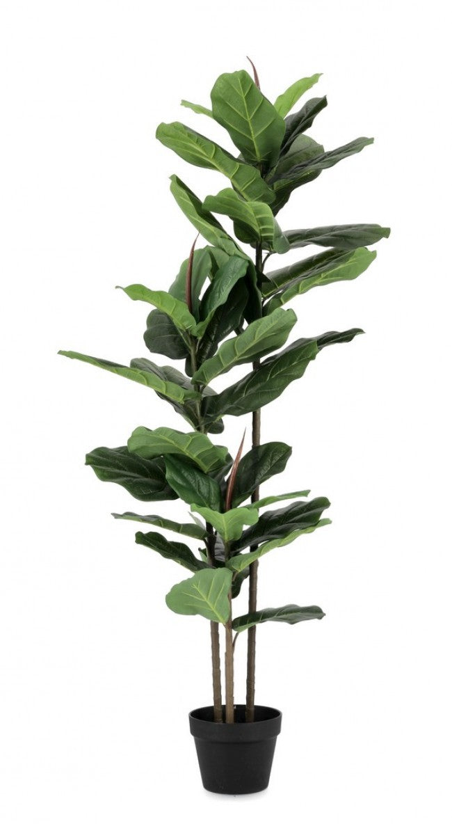 2x Plante Ficus Lyrata C-Pot 39 Feuilles H145
