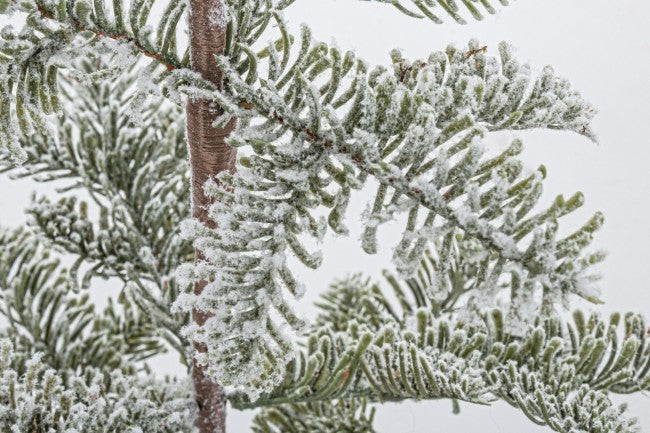 6x Pin Peralba enneigé H53