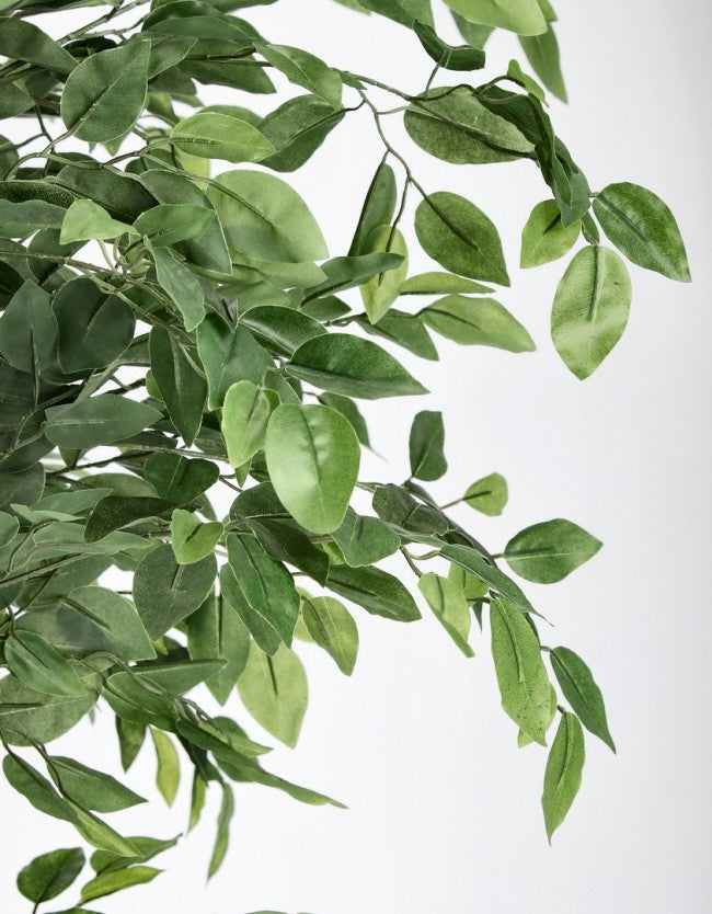 2x Plante Banyan C-Pot 2480 Feuilles H210