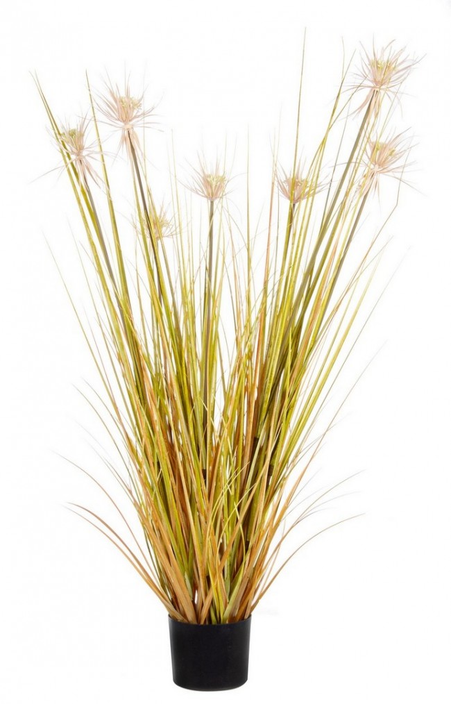 4x Plante Paille Désert C-Pot X7F H120