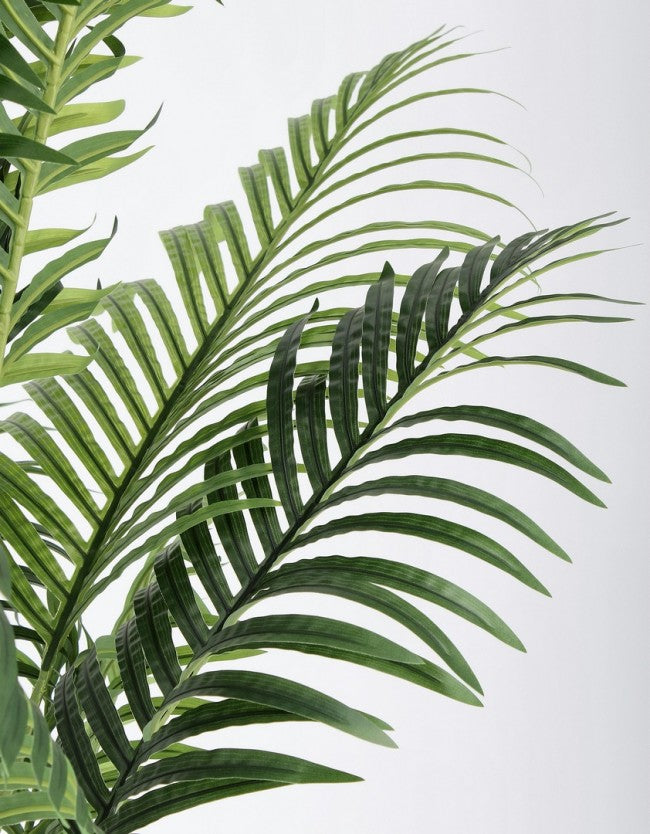 2x Plante Kenzia C-Pot 17 Feuilles H160