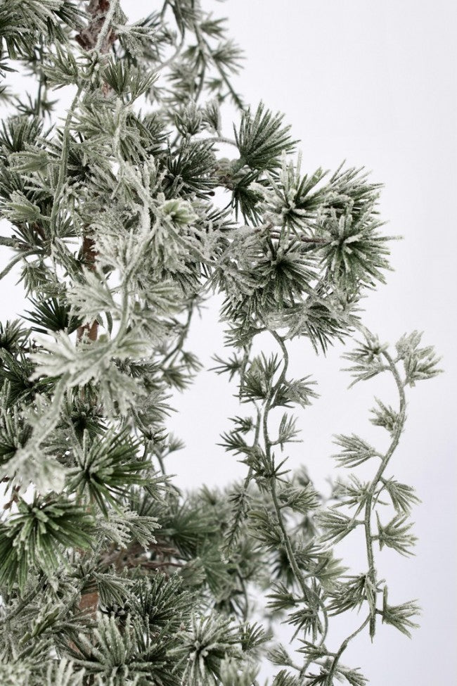 Pin Collalto enneigé H120