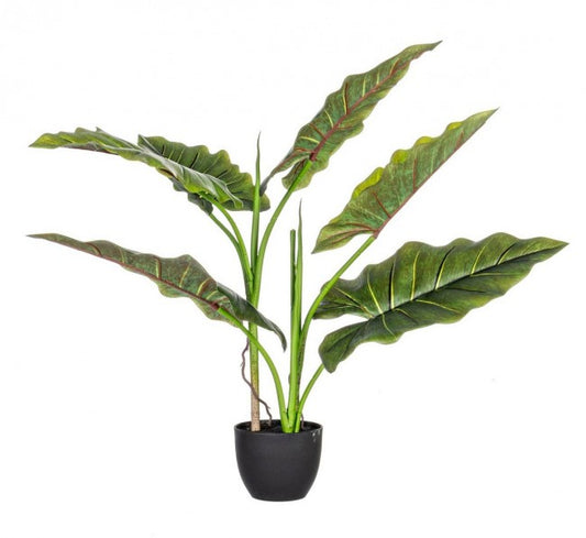 4x Plante Dieffenbachia C-Pot 7 Feuilles H78