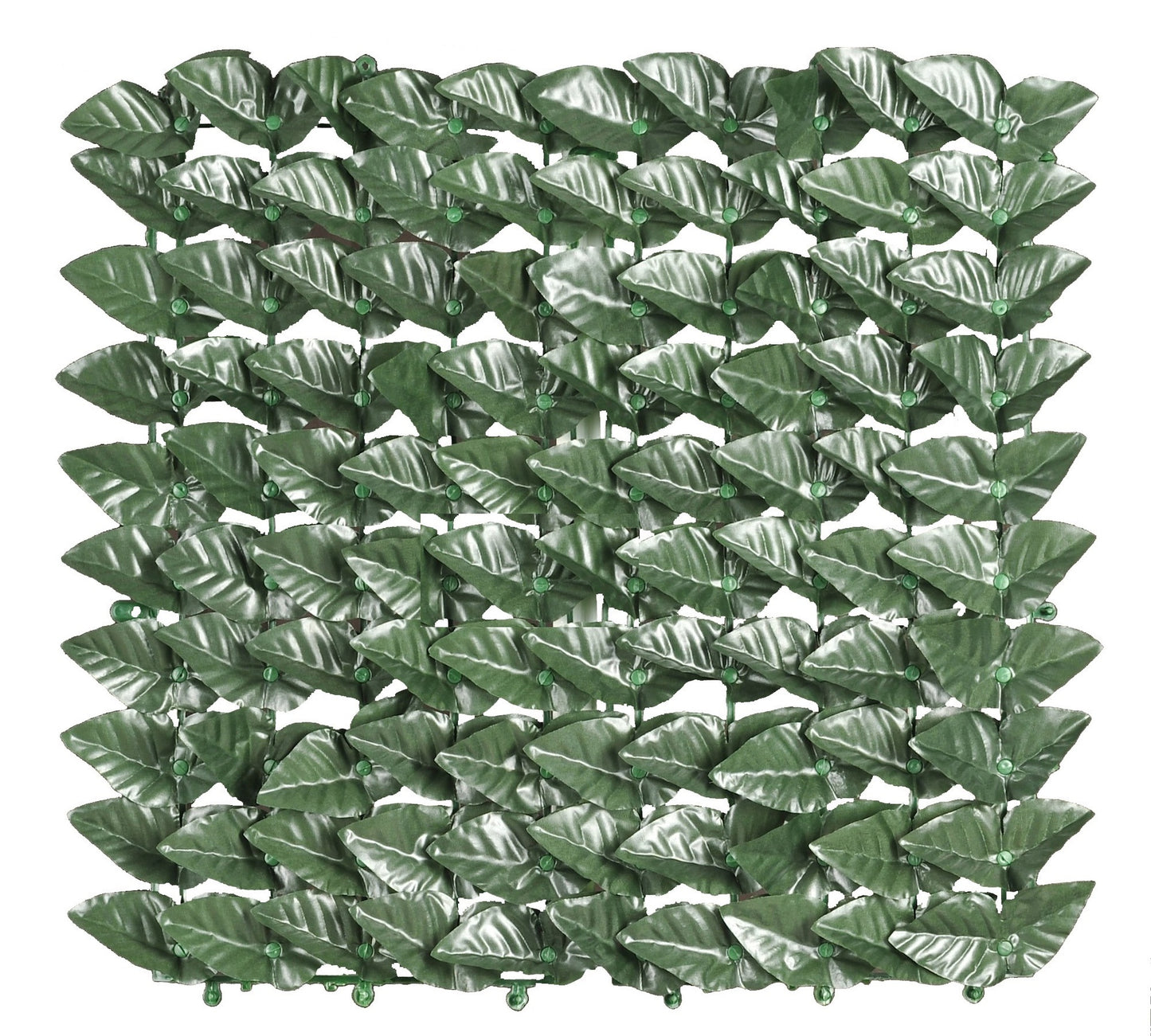 Arelle SemperVerdi Lauro MT. 1.00 X 20