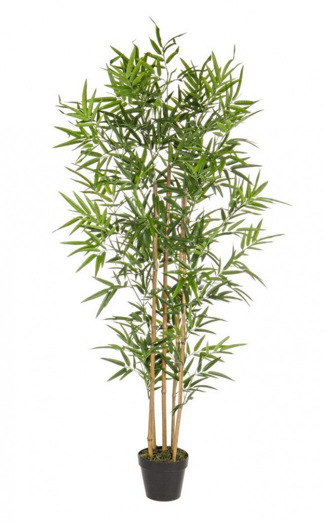 2x C-Pot pour Plantes en Bambou H155cm