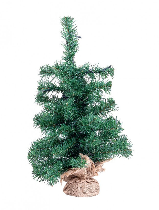 6x arbre Innsbruck H45