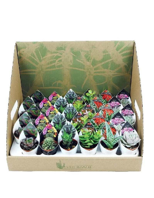 Mélange de plantes succulentes et pot de succulentes 5,5 cm