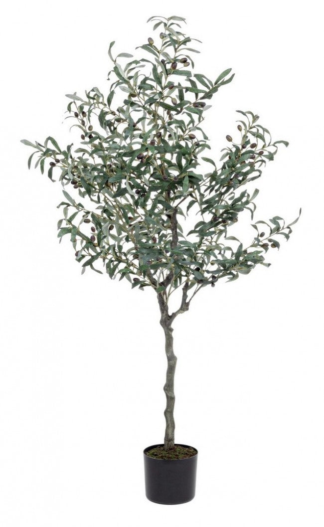 Plante d'olivier avec pot noir 156h cm