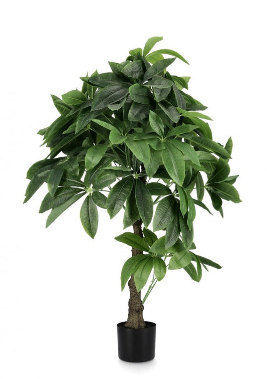 2x Plante Pachira Aquatica C-Pot 280F H120