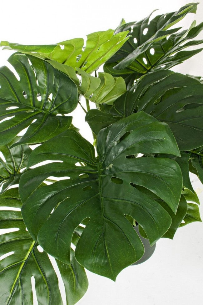 2x Plante Philodendron C-Pot 24 Feuilles H65cm