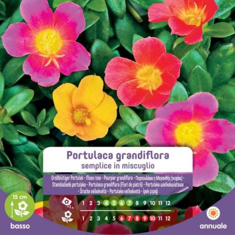 Mélange de graines simples de Portulaca grandiflora