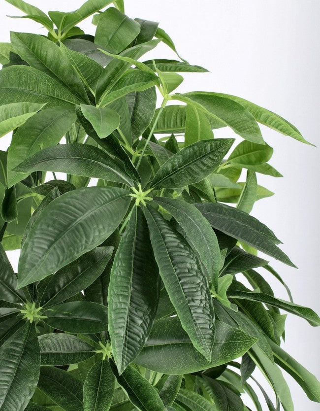 2x Plante Pachira Aquatica C-Pot 360F H160