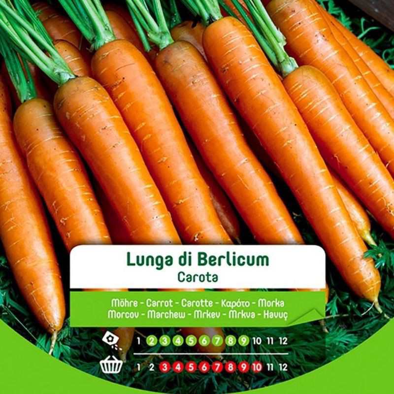 Graines de carotte longue Berlicum en sachet