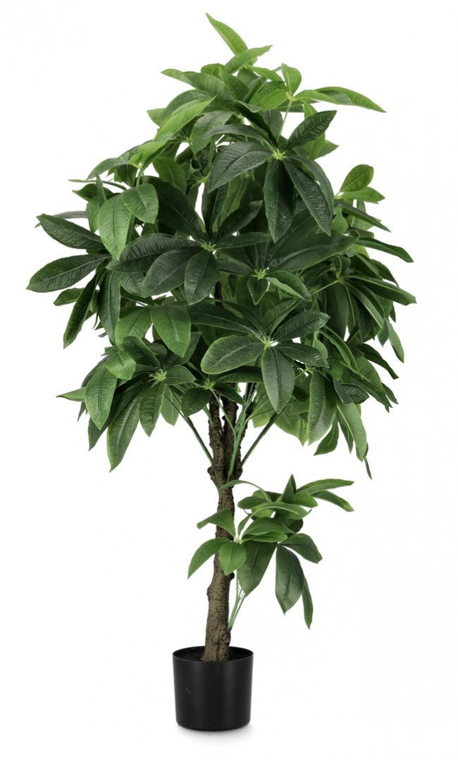 2x Plante Pachira Aquatica C-Pot 360F H160