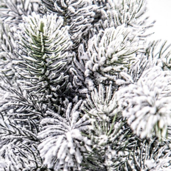 6x Arbre enneigé de l'Oregon H60