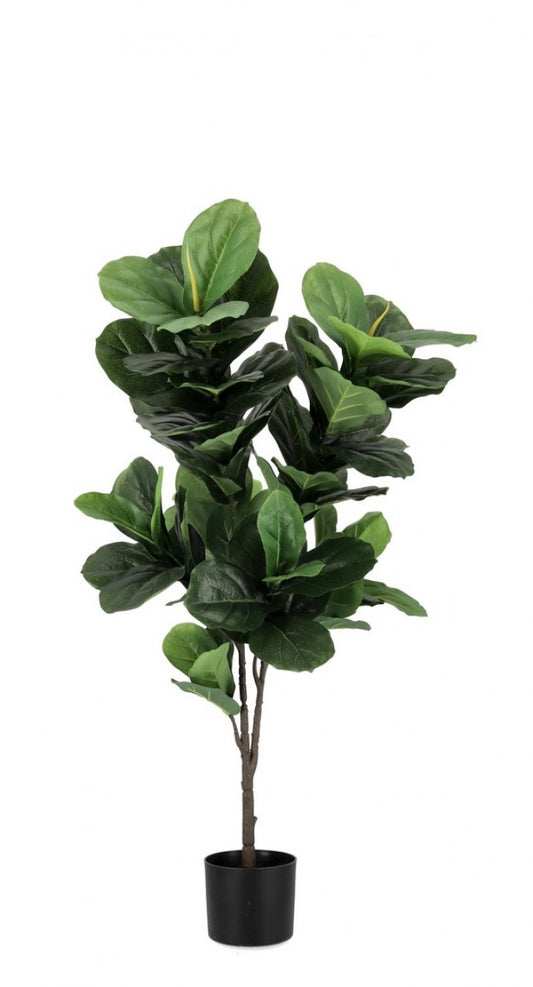 4x Plante Ficus Lyrata C-Pot 72 Feuilles H120