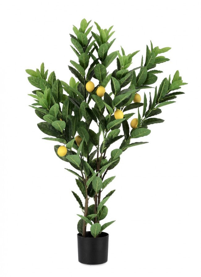 2x Citronnier C-Pot 224 Feuilles H115