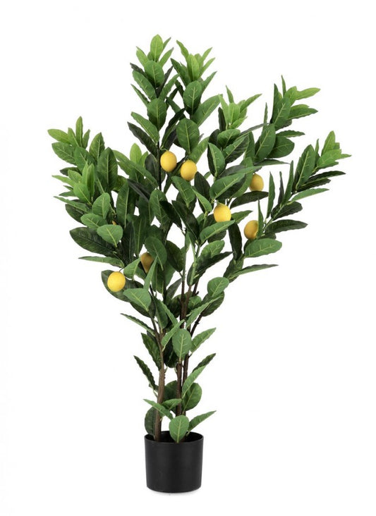 2x Citronnier C-Pot 224 Feuilles H115
