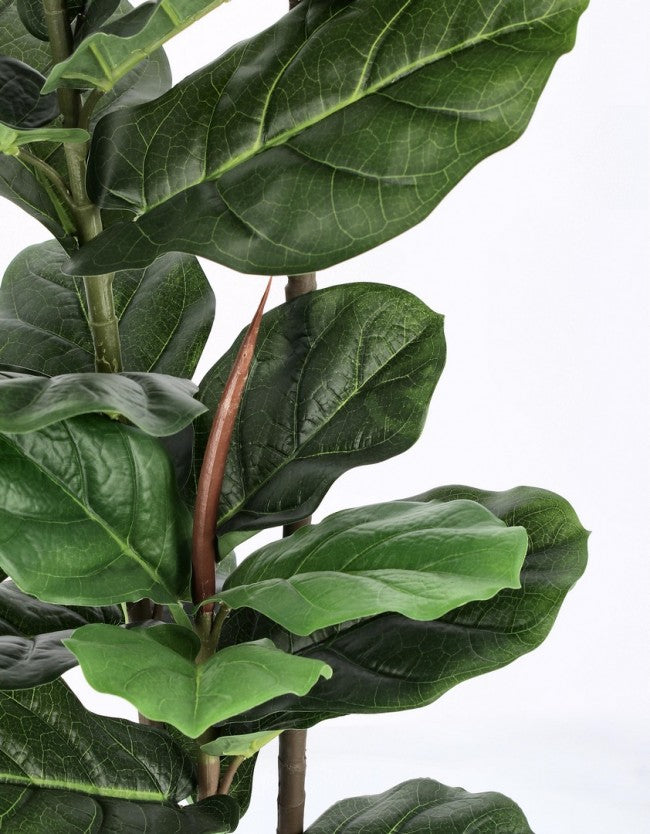2x Plante Ficus Lyrata C-Pot 39 Feuilles H145