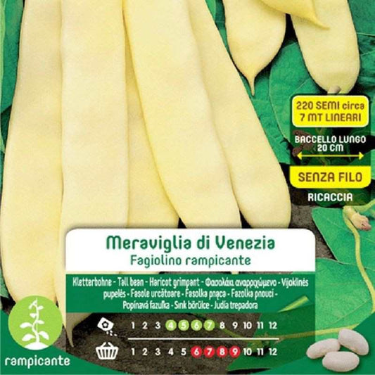 Wonder of Venice Graines de Haricots Verts Grimpants en Sac Max