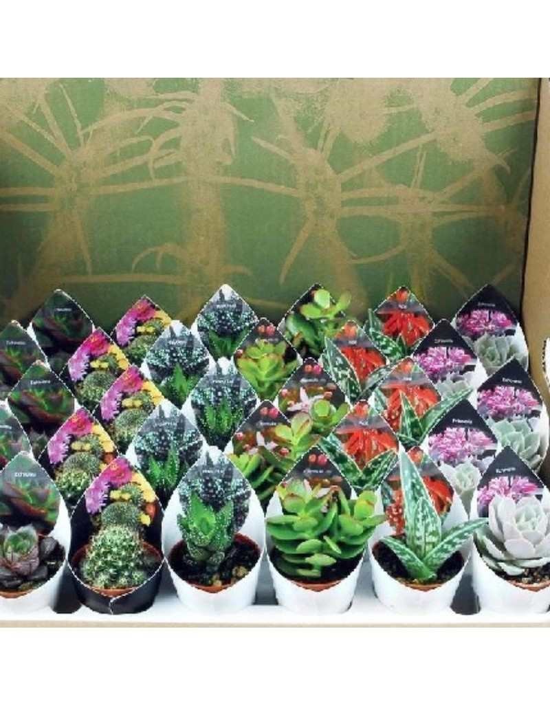 Mélange de plantes succulentes et pot de succulentes 5,5 cm