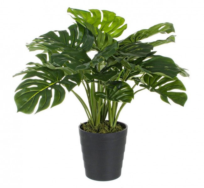 2x Plante Philodendron C-Pot 24 Feuilles H65cm