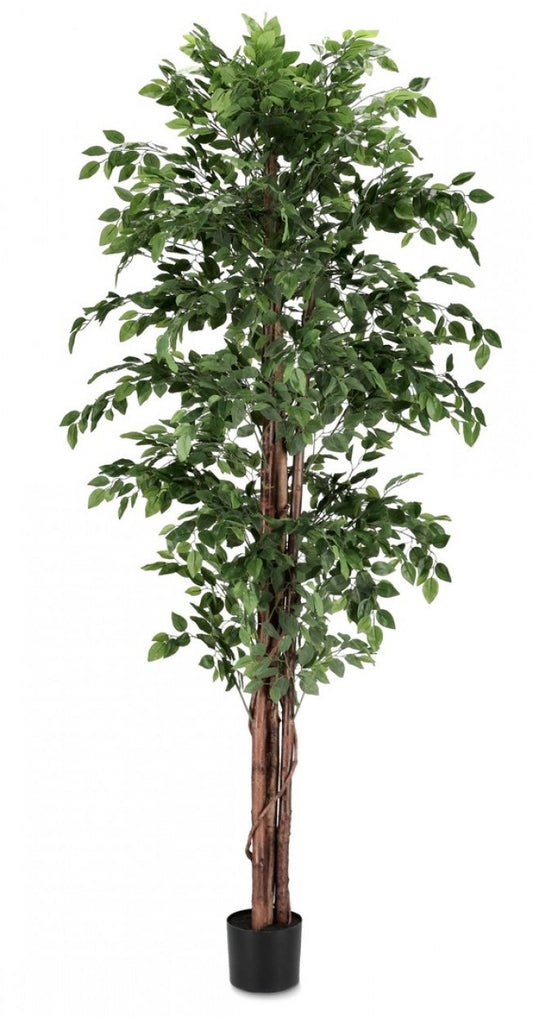 2x Plante Banyan C-Pot 2480 Feuilles H210