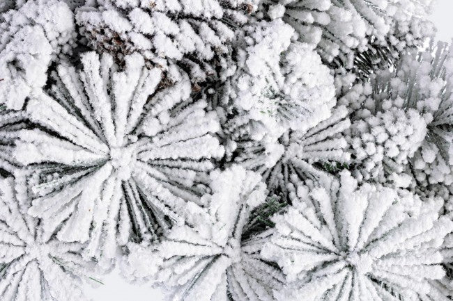 4x Corona Arves Innevato D80