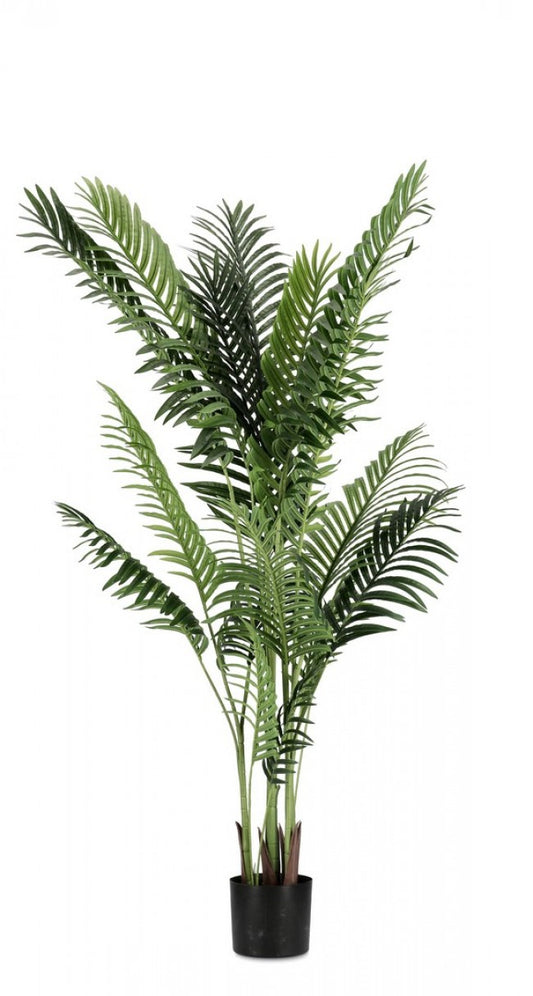 2x Plante Kenzia C-Pot 17 Feuilles H160
