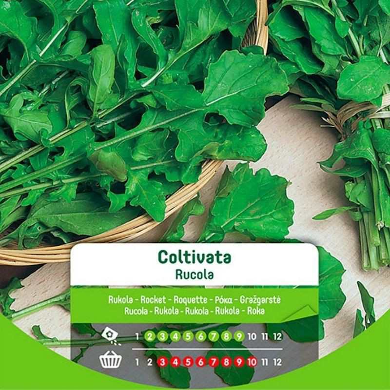 Graines de roquette cultivées en sac